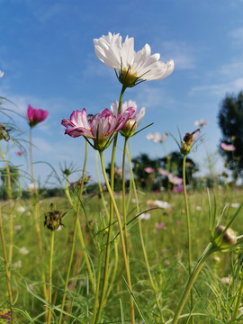 格桑花