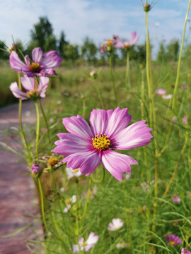 格桑花