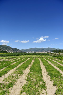 乡村夏日