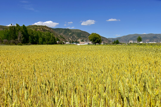 夏日麦田