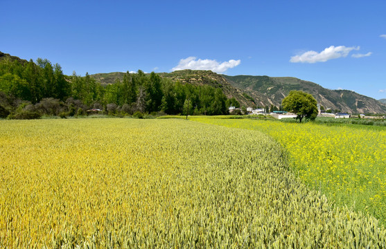 夏日麦田