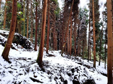 雪地森林