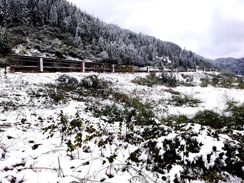 雪地景色