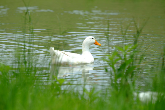 水中白鸭