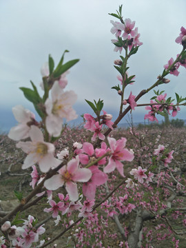 桃花