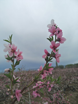 桃花