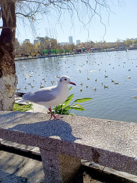 海鸥