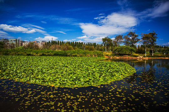 昆明滇池湿地公园
