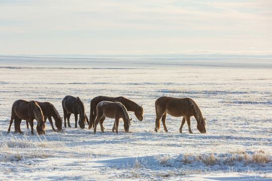 草原冬季清晨马群吃草