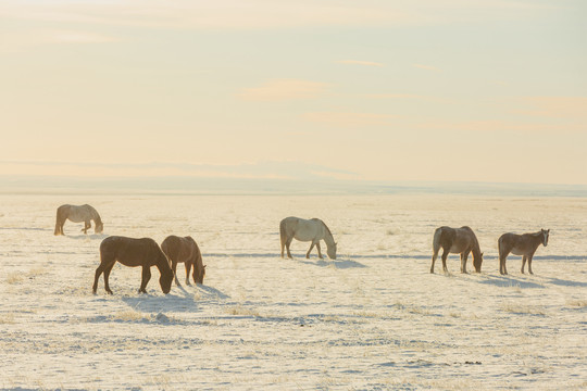 冬季雪原牧场马群蒙古马