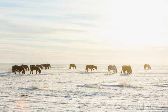 冬季雪原草原马群吃草