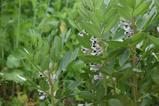 蚕豆花