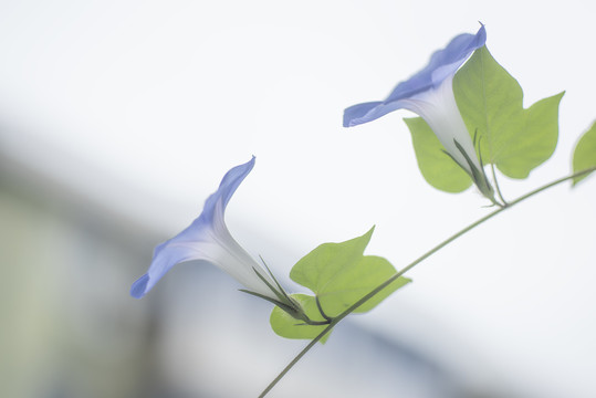 蓝色牵牛花