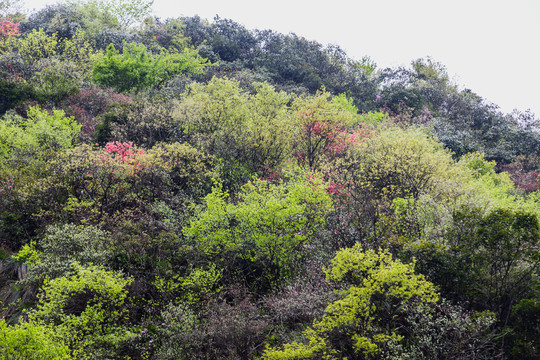 安吉芙蓉谷