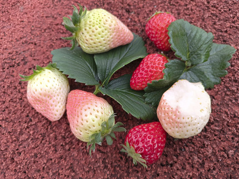 多彩草莓