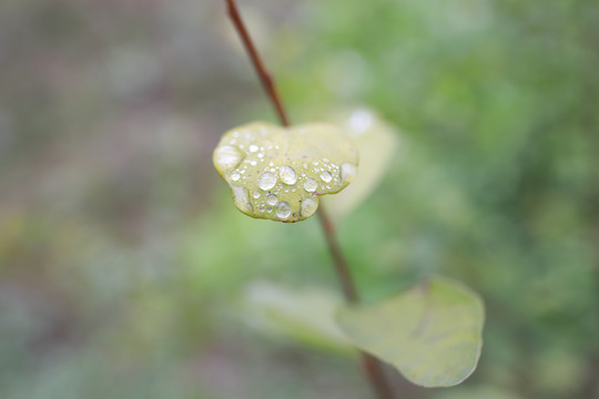 露水