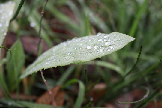 露水