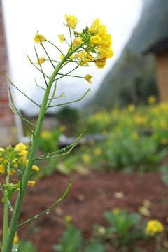 油菜花