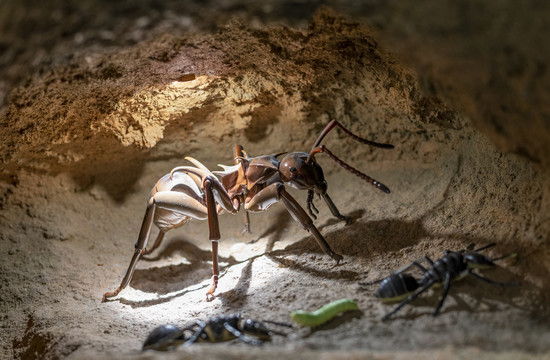 洞穴蚂蚁