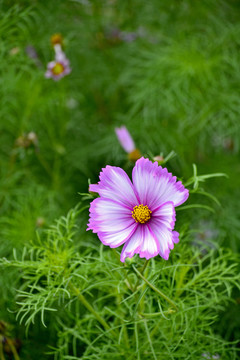 格桑花