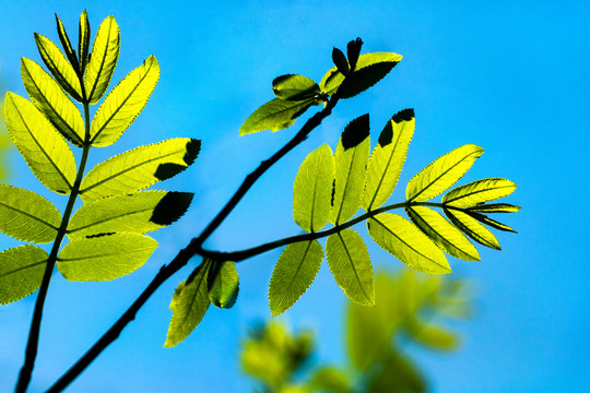 春天绿色植物树叶发芽背景图