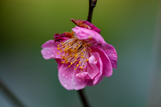 红梅花花朵