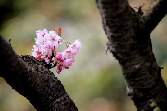樱花