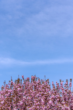 春季蓝天下的樱花