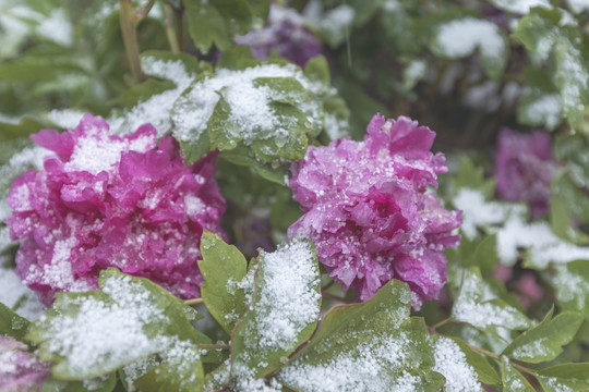 雪中盛开的牡丹花