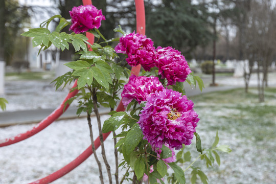 雪中盛开的牡丹花