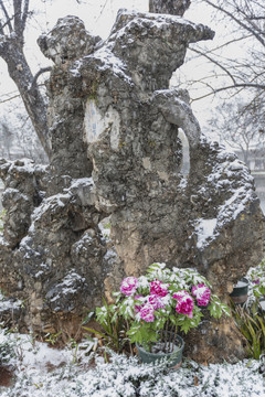 牡丹花与雪