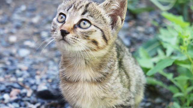 小猫的专注