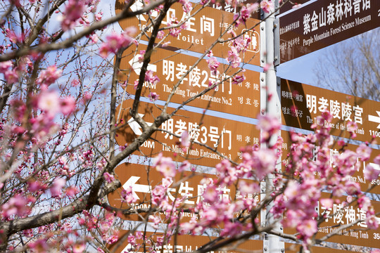 南京明孝陵梅花山景区