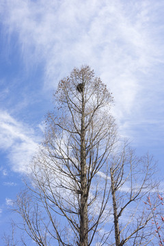 冬天树顶上的喜鹊窝