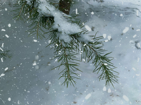 雪中绿松枝