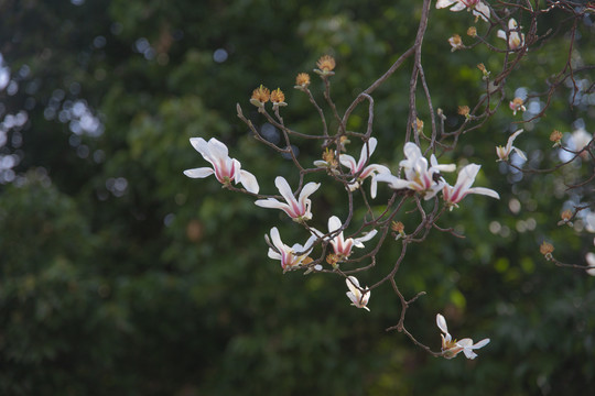 春天的白木棉花路边小白花野花