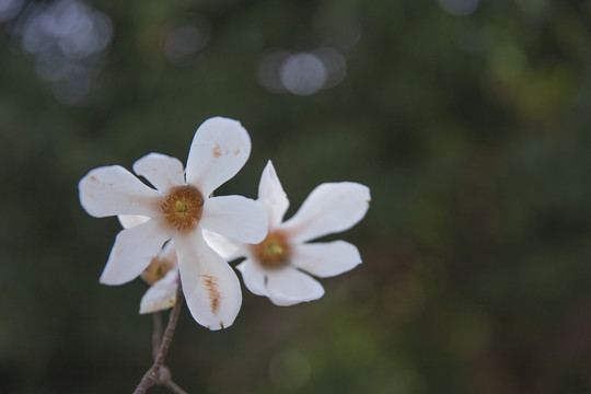 春天的白木棉花路边小白花野花