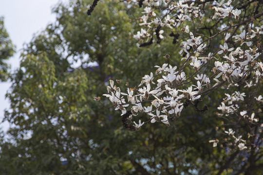 春天的白木棉花路边小白花野花