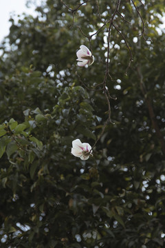 春天的白木棉花路边小白花野花