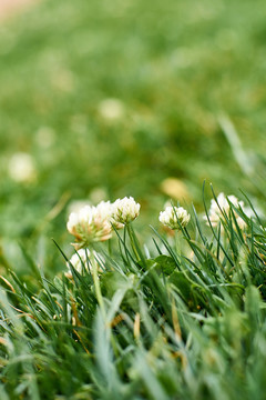 白车轴草草地上的花朵