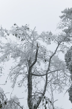 梁王山雪景