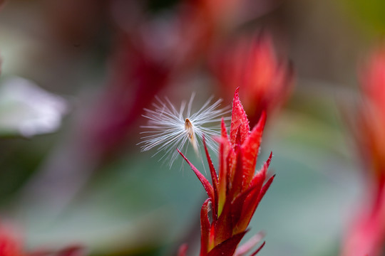 植物种子