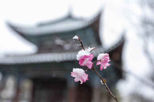 雪中垂丝海棠花