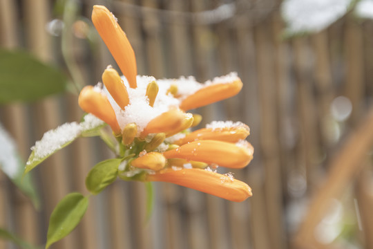 雪中盛开的炮仗花