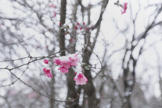 垂丝海棠与雪