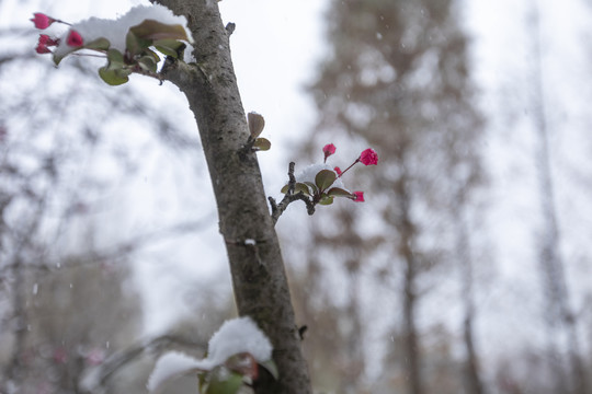 垂丝海棠与雪