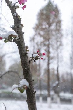 垂丝海棠与雪