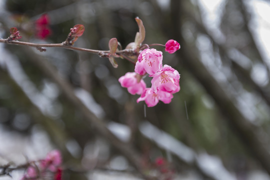 垂丝海棠与雪