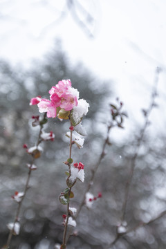 垂丝海棠与雪