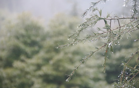 细雨下的松枝